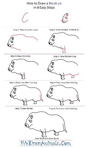 300x500 Musk Ox How To Draw Drawings, Musk Ox, Art - Musk Ox Drawing