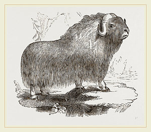 300x262 Musk Ox Drawing - Musk Ox Drawing