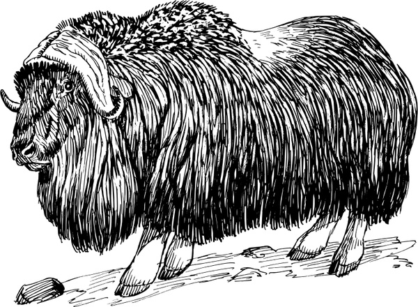600x440 Musk Ox Free Vector In Open Office Drawing - Musk Ox Drawing
