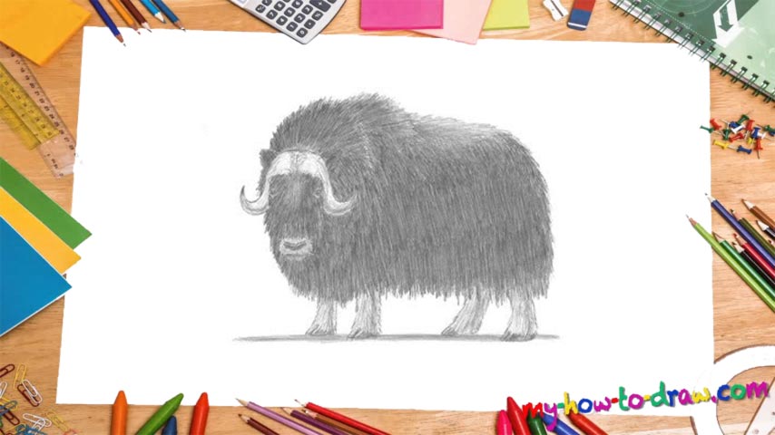 854x480 How To Draw A Musk Ox - Musk Ox Drawing