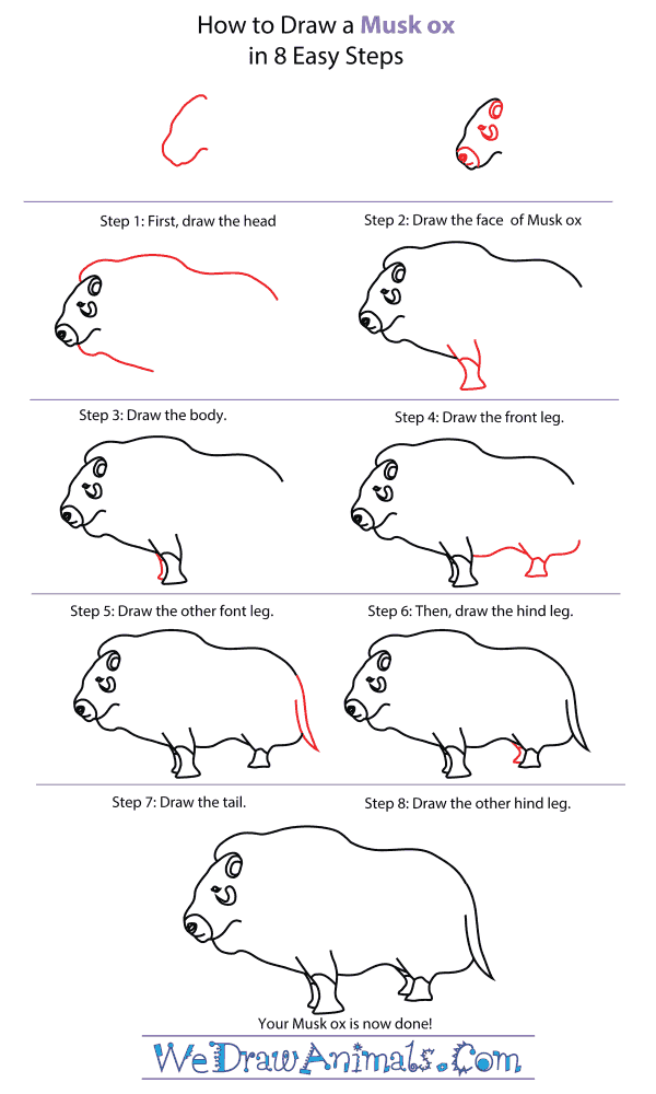 600x1000 How To Draw A Musk Ox - Musk Ox Drawing