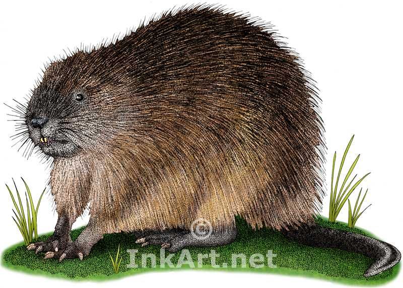 800x571 Full Color Illustration Of A Muskrat - Muskrat Drawing
