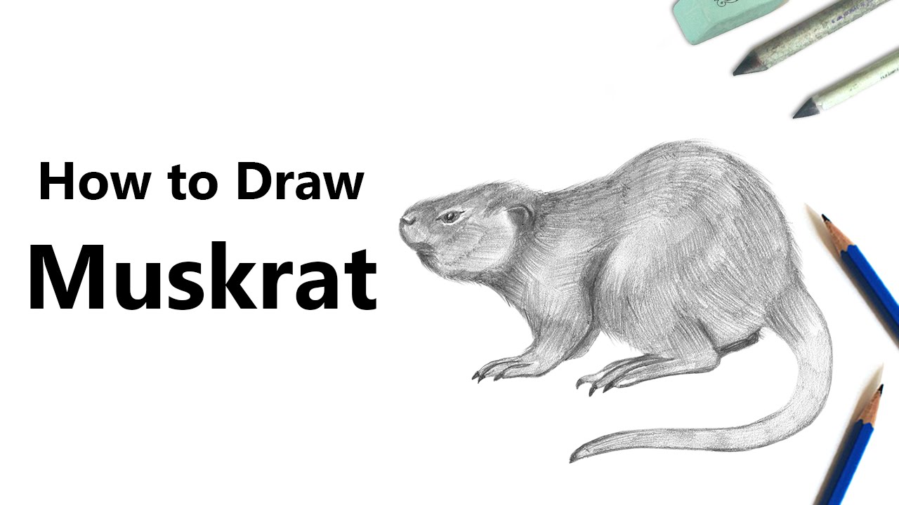 1280x720 How To Draw A Muskrat With Pencils - Muskrat Drawing