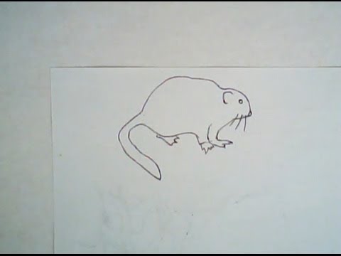 480x360 how to raw a muskrat - Muskrat Drawing