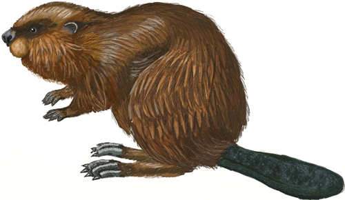 500x290 Huge Collection Of 'muskrat Drawing' Download More Than Images - Muskrat Drawing