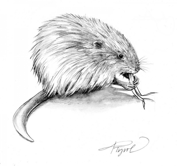 600x561 in homes on ice, muskrats endure the season the outside story - Muskrat Drawing
