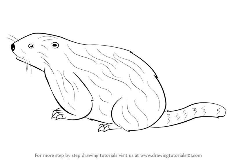 800x565 learn how to draw a woodchuck - Muskrat Drawing