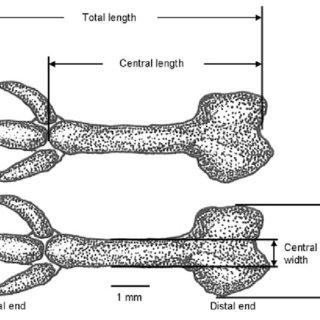320x320 line drawing indicating the four traits measured of the muskrat - Muskrat Drawing