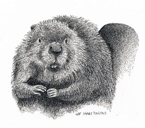 300x265 Muskrat Drawings Fine Art America - Muskrat Drawing