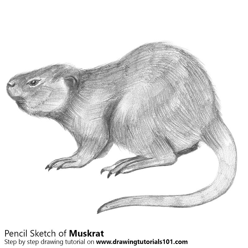 800x800 Muskrat Pencil Drawing - Muskrat Drawing