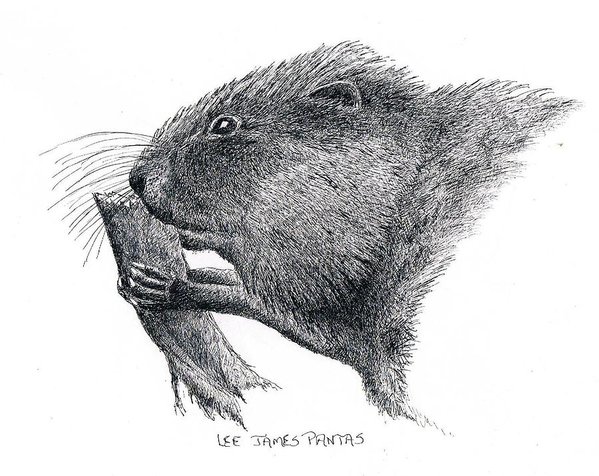 599x476 Muskrat Poster - Muskrat Drawing