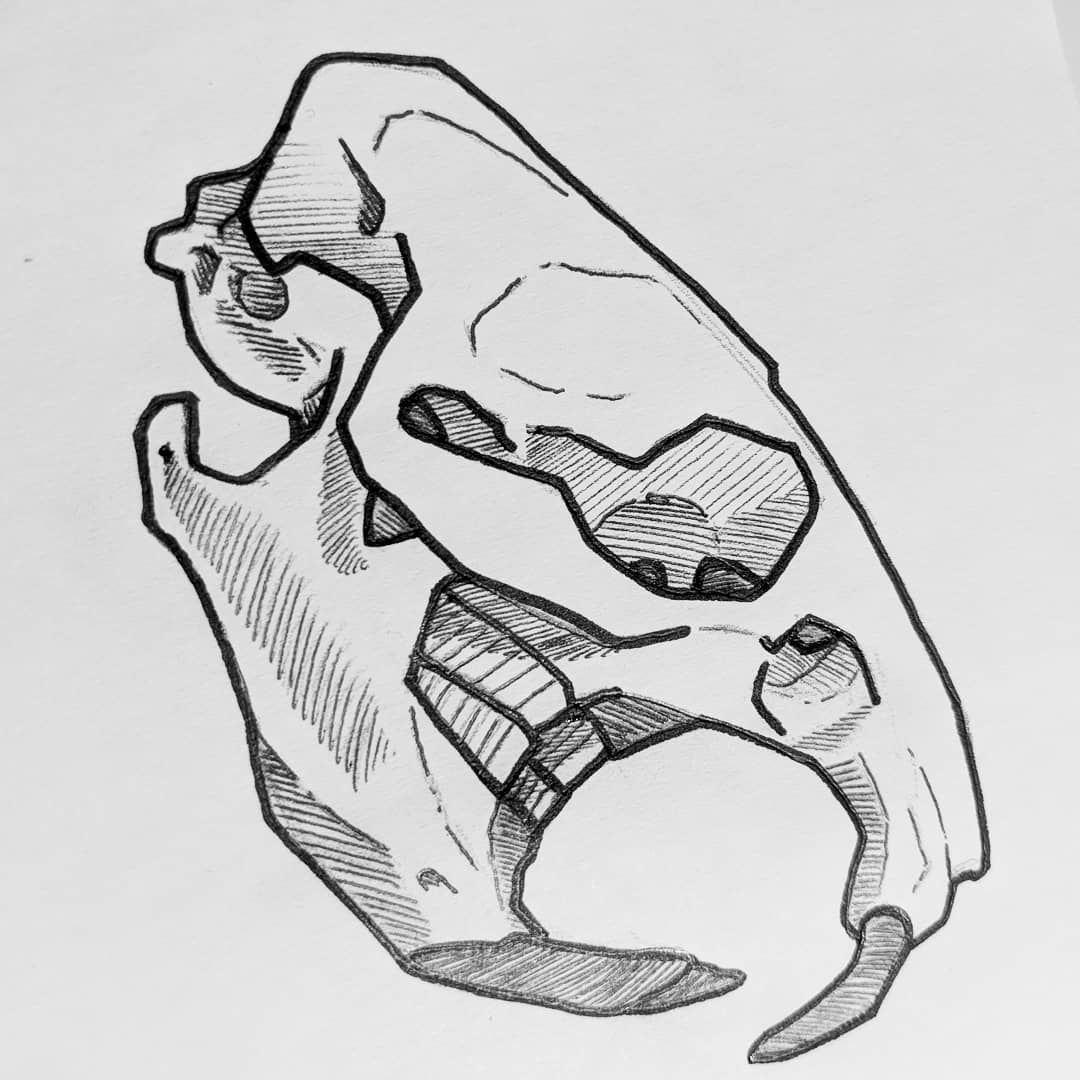 1080x1080 Muskrat Skulls - Muskrat Drawing