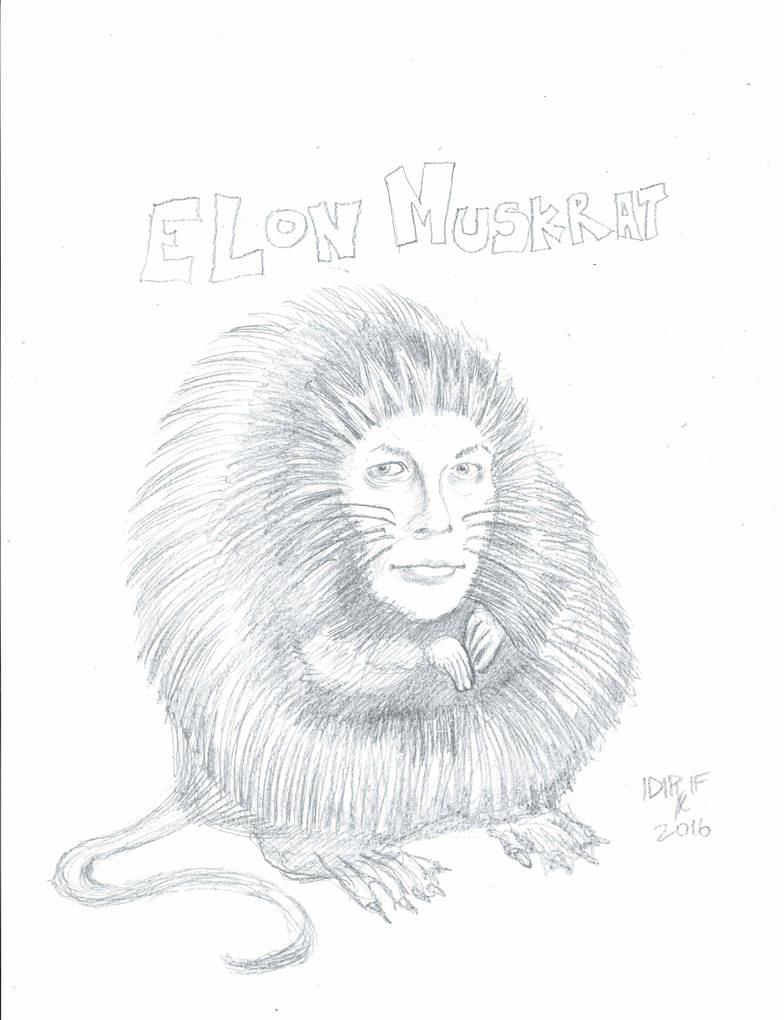 784x1020 Elon Muskrat - Muskrat Drawing