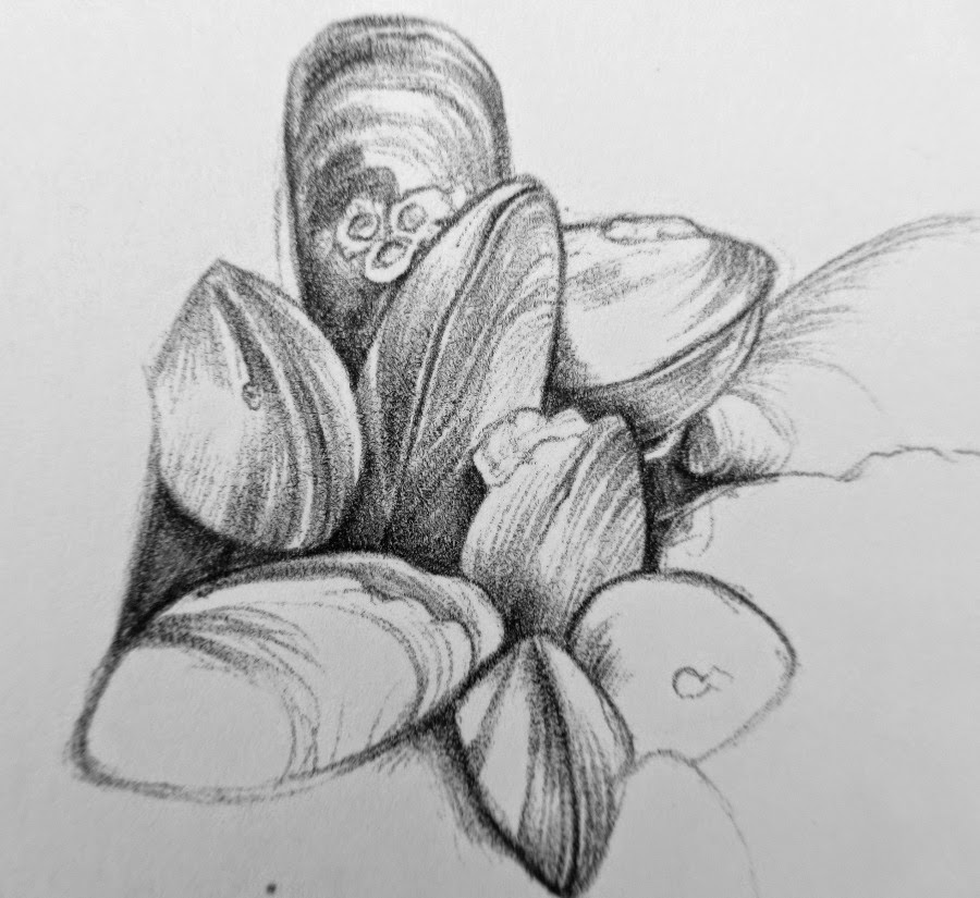900x825 bank holiday biro pen drawings - Mussel Drawing