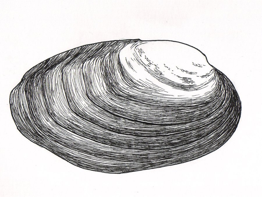 Mussel Drawing at Explore collection of Mussel Drawing