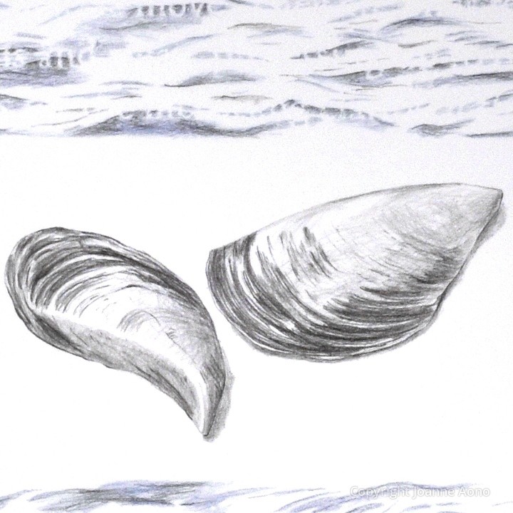 720x720 joanne aono - Mussel Drawing