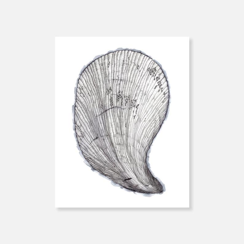 794x794 mussel shell archival print on etching paper hand drawn etsy - Mussel Drawing