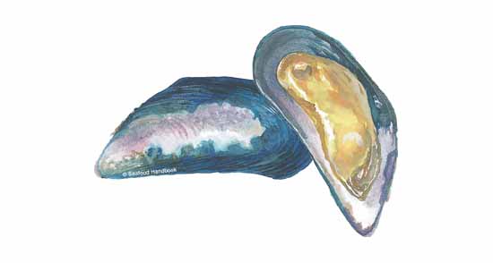 550x294 mussel, blue - Mussel Drawing