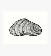 210x230 mussel drawing art prints redbubble - Mussel Drawing