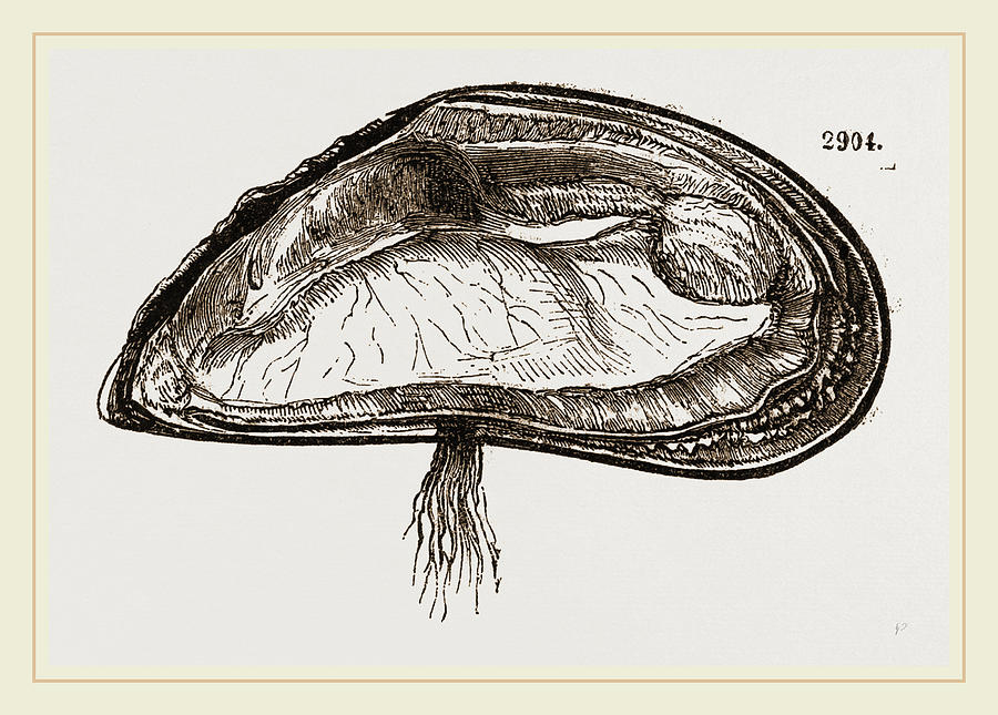 900x645 mussel drawing - Mussel Drawing