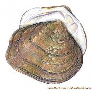300x296 mussel drawings fine art america - Mussel Drawing