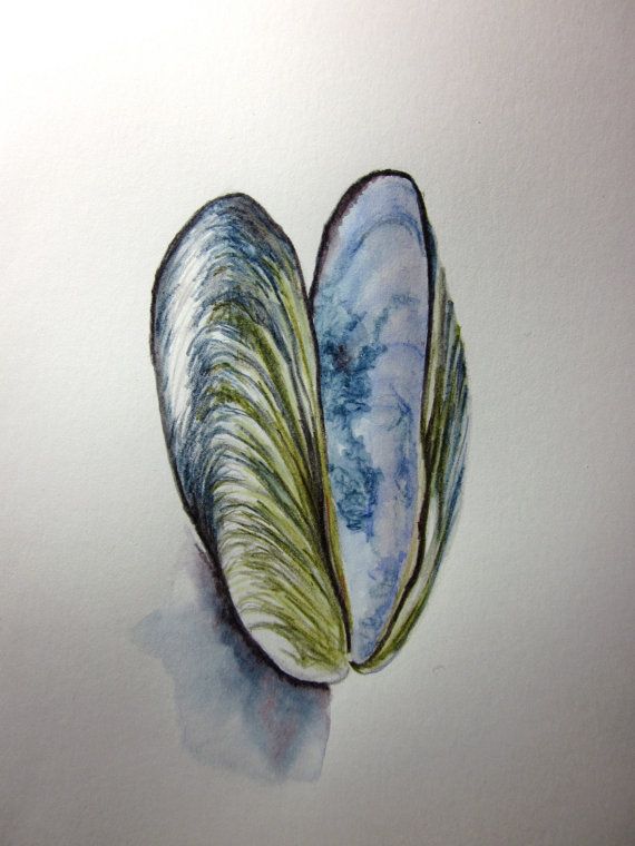 570x760 mussel shell - Mussel Drawing
