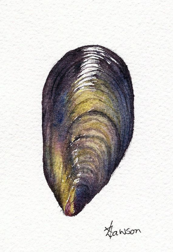 570x829 original watercolour shell painting mussel shell - Mussel Drawing