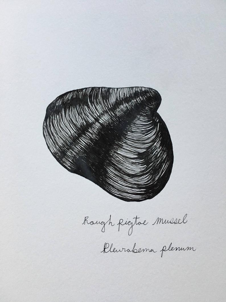 794x1059 rough pigtoe mussel ink drawing etsy - Mussel Drawing