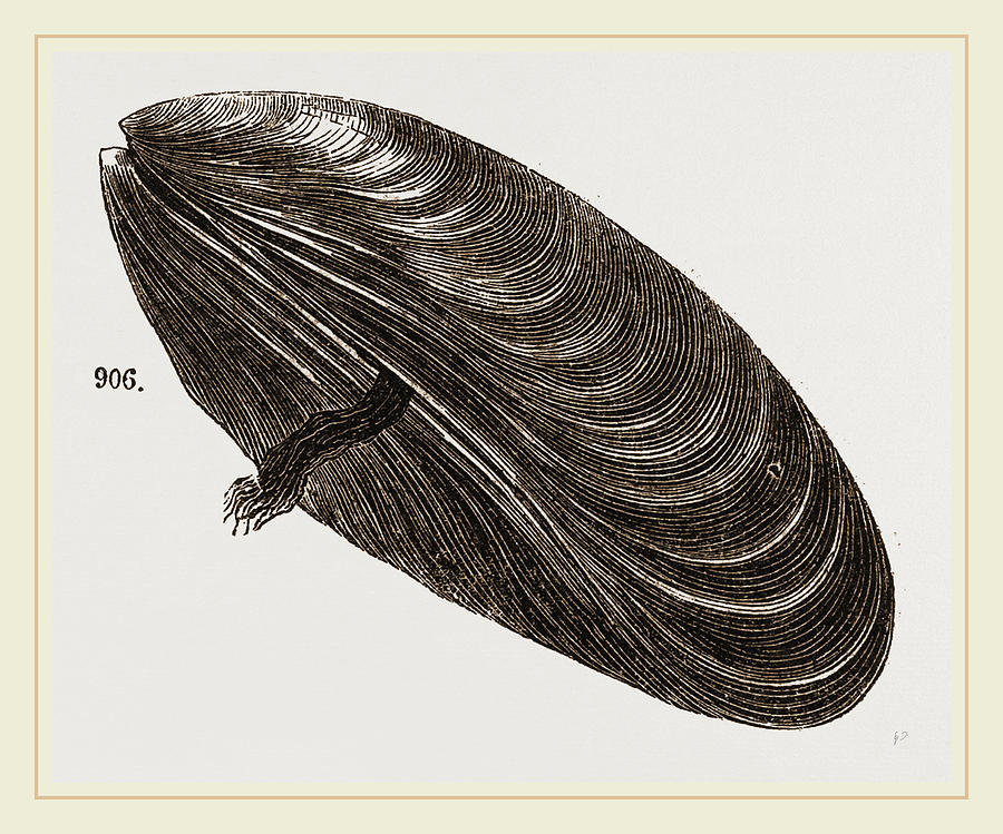 Mussel Drawing at Explore collection of Mussel Drawing