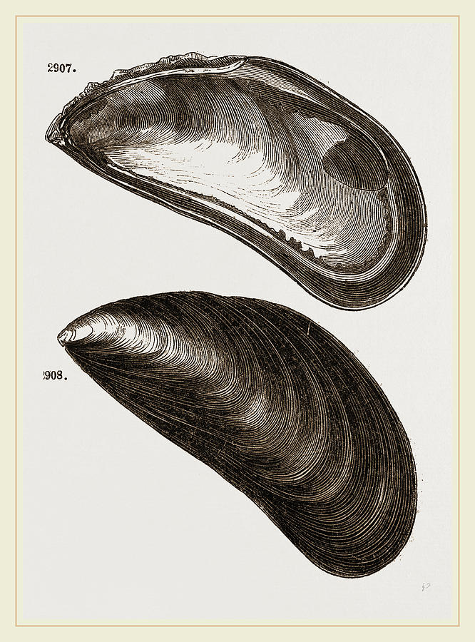666x900 shells of mussel drawing - Mussel Drawing