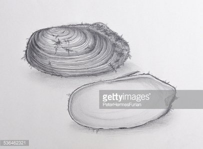 406x299 swan mussel pencil drawing stock vectors - Mussel Drawing