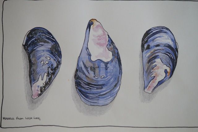640x427 mussel shells drawings - Mussel Drawing