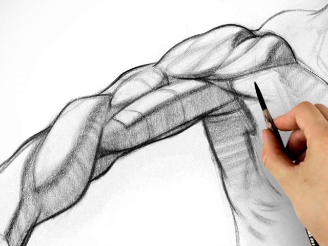 640x480 drawn mussel drawing arm - Mussel Drawing