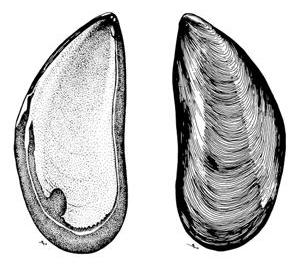299x265 fishsource - Mussel Drawing