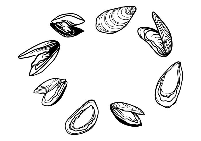700x490 free hand drawn mussel vector - Mussel Drawing