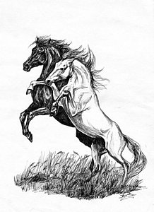 Mustang Horse Drawing at PaintingValley.com | Explore collection of