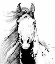 236x271 pencil drawing wild horses horse drawings pencil drawings - Mustang Horse Drawing