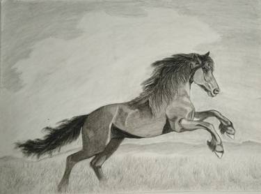 375x278 Wild Horse Drawing - Mustang Horse Drawing