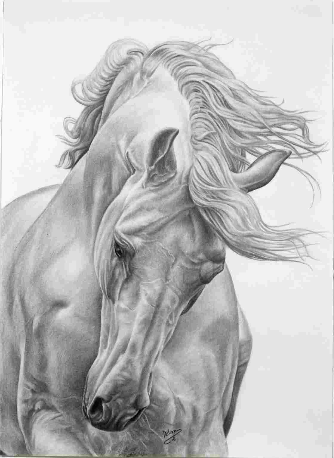 Mustang Horse Drawing at PaintingValley.com | Explore collection of