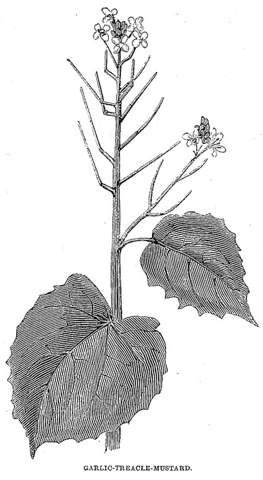 372x677 garlic treacle mustard drawing - Mustard Drawing