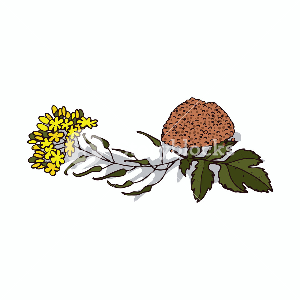 1000x1000 Isolated Clipart Of Plant Mustard On White Background Botanical - Mustard Drawing