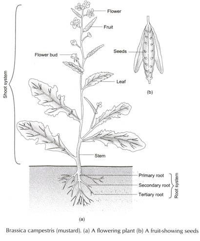 410x492 mustard seed plant drawing the plant is an annual herb herbs n - Mustard Drawing