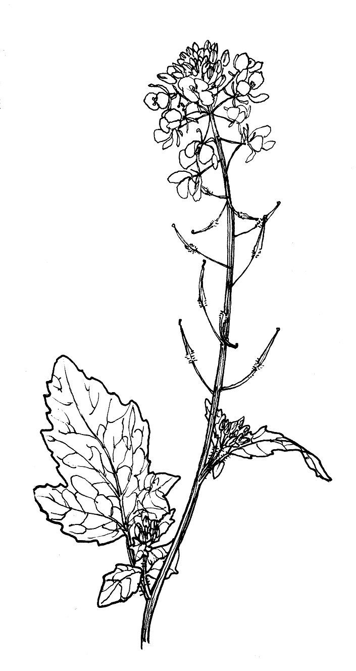 705x1328 girly girl mustard plant, plant tattoo - Mustard Drawing