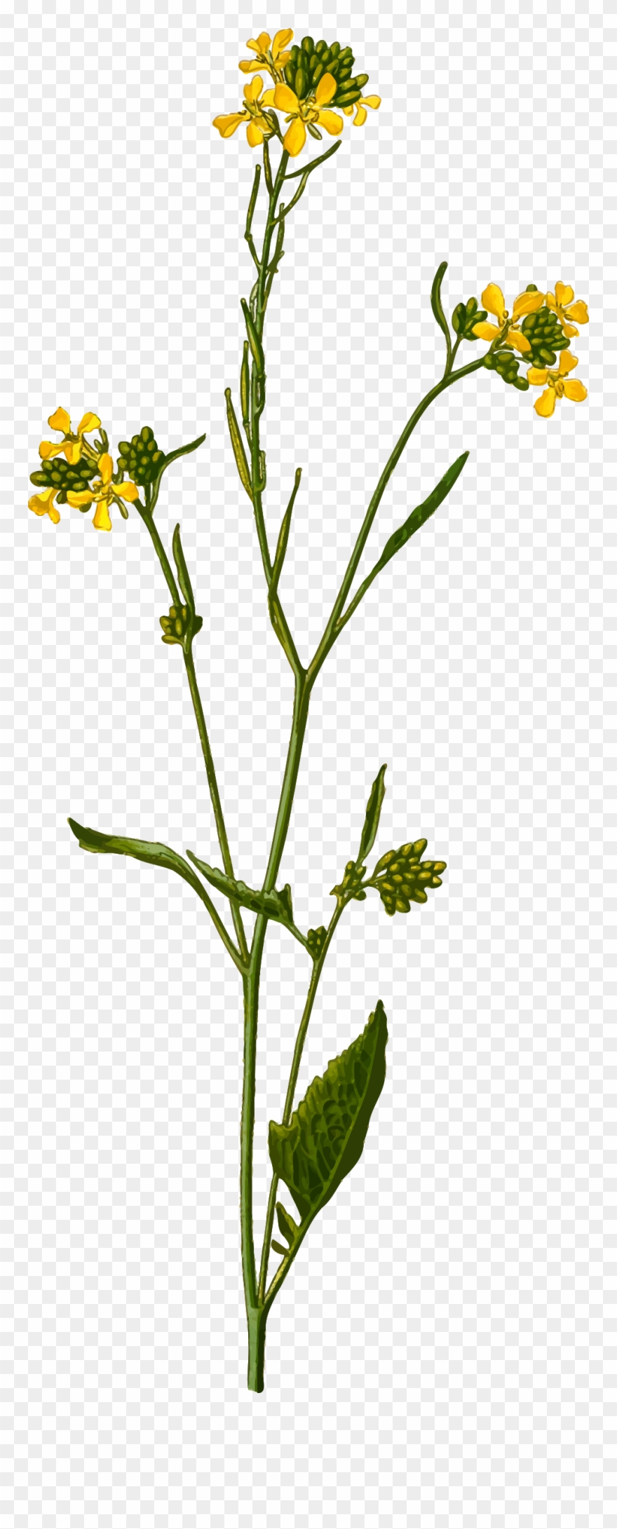 880x2181 Black Mustard - Mustard Drawing