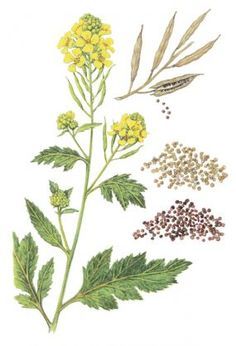 236x346 Yellow Mustard Plant Drawing - Mustard Drawing