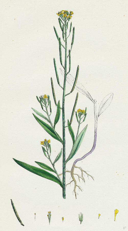 501x900 Erysimum Cheiranthoides Treacle Hedge Mustard Drawing - Mustard Drawing