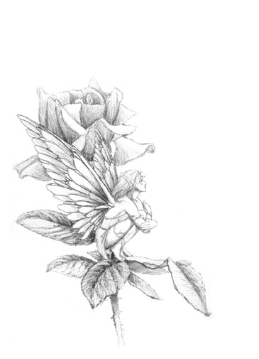 365x505 Fairy Drawings - Mythical Drawings