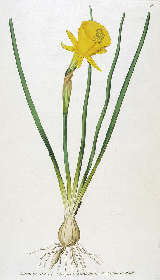 514x900 hoop petticoat narcissus narcissus drawing - Narcissus Drawing