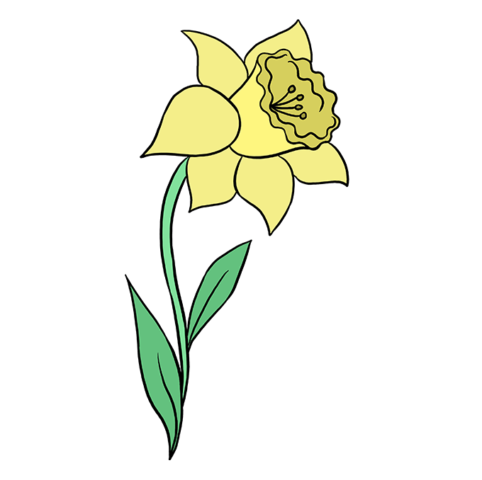 680x678 how to draw a daffodil - Narcissus Drawing