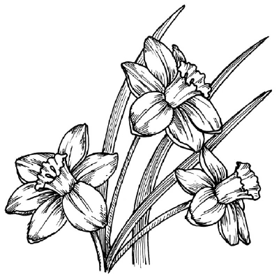 400x397 how to draw a daffodil howstuffworks - Narcissus Drawing